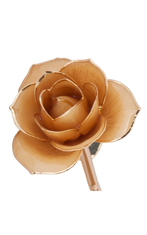 Sweet Cream 24K Gold Dipped Rose